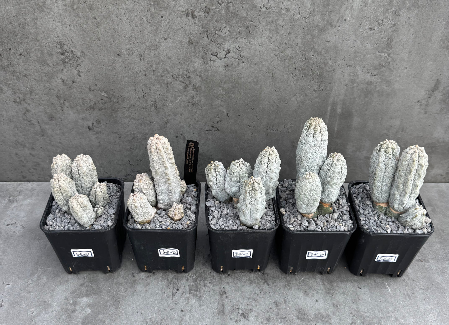 Euphorbia abdelkuri  – Wurzelecht