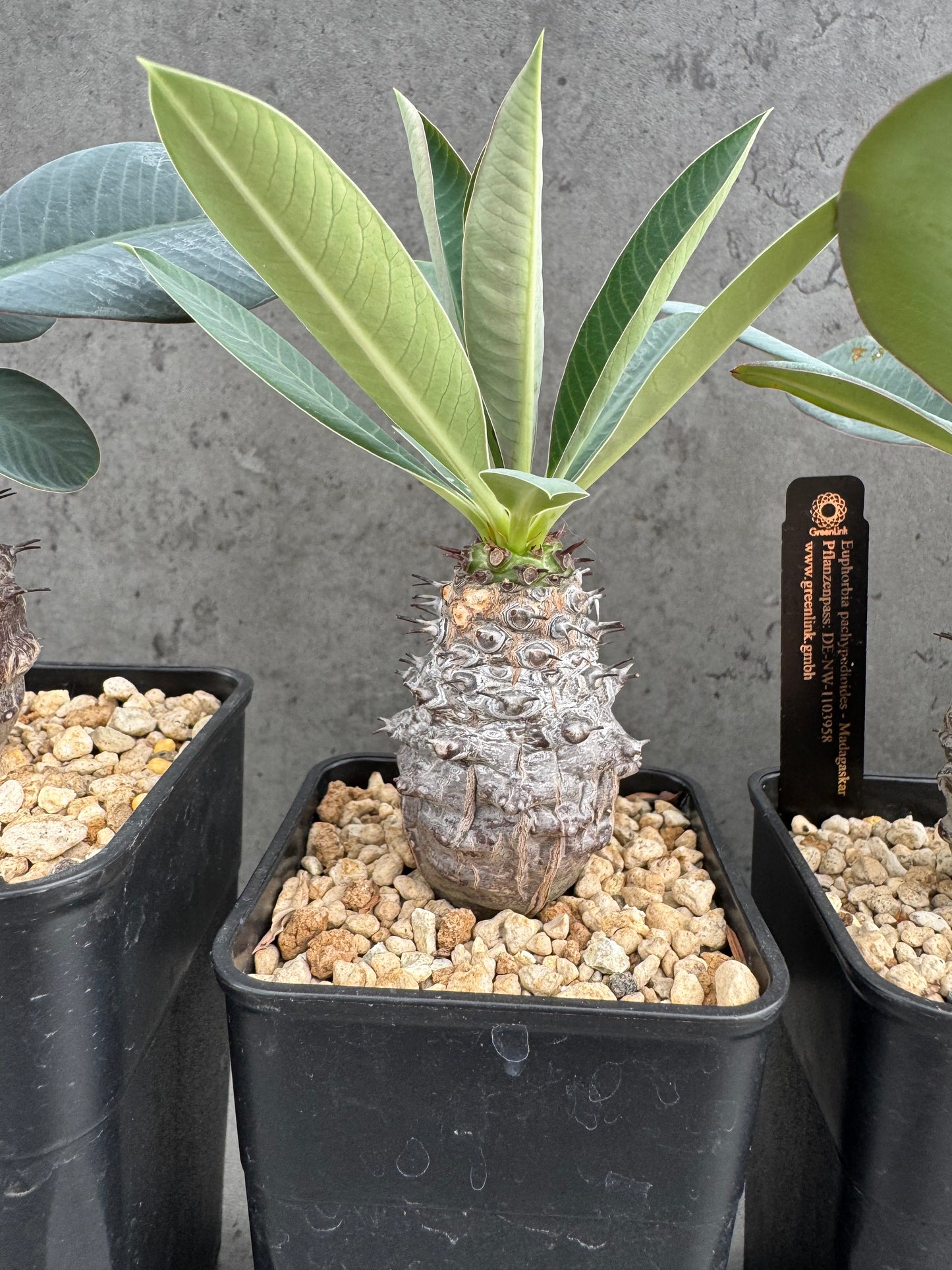 Euphorbia pachypodioides