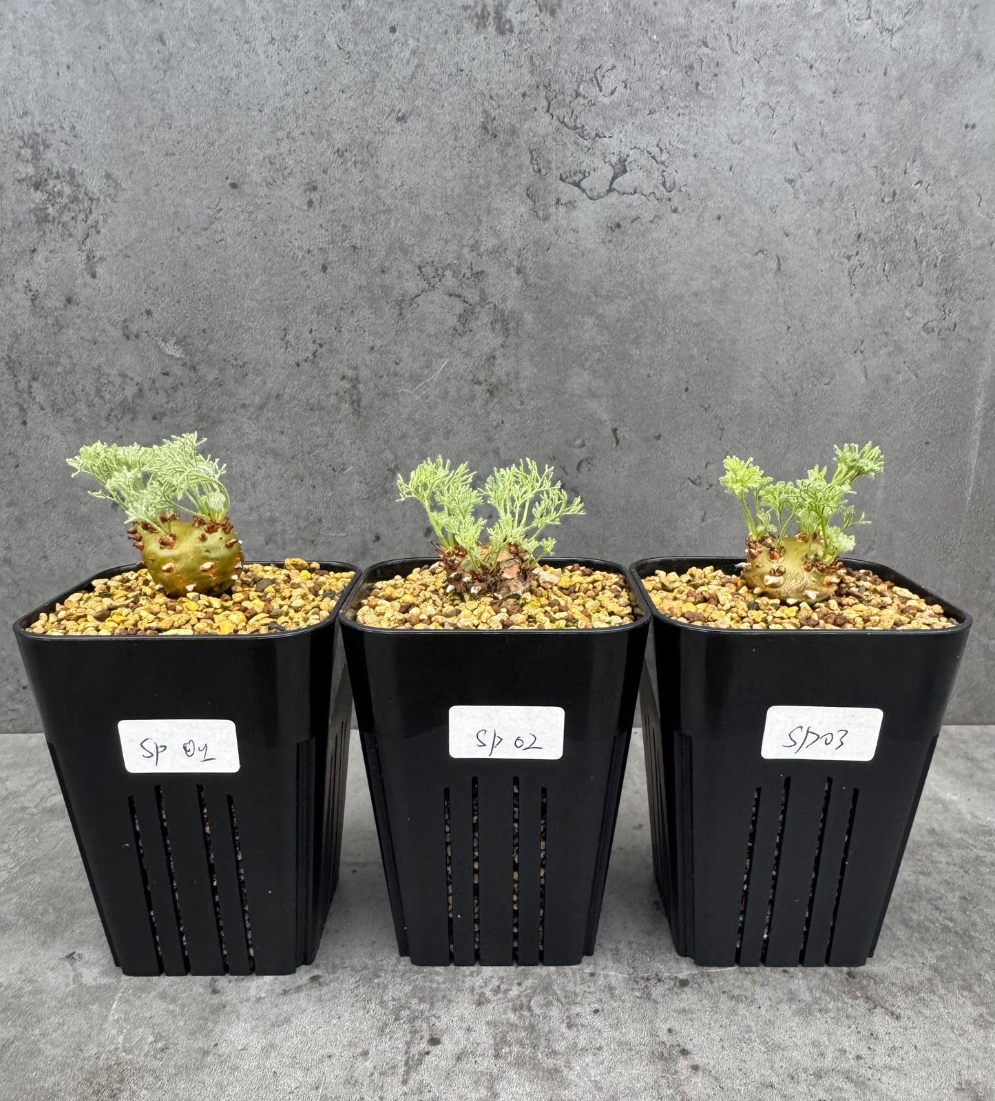 Sarcocaulon peniculinum