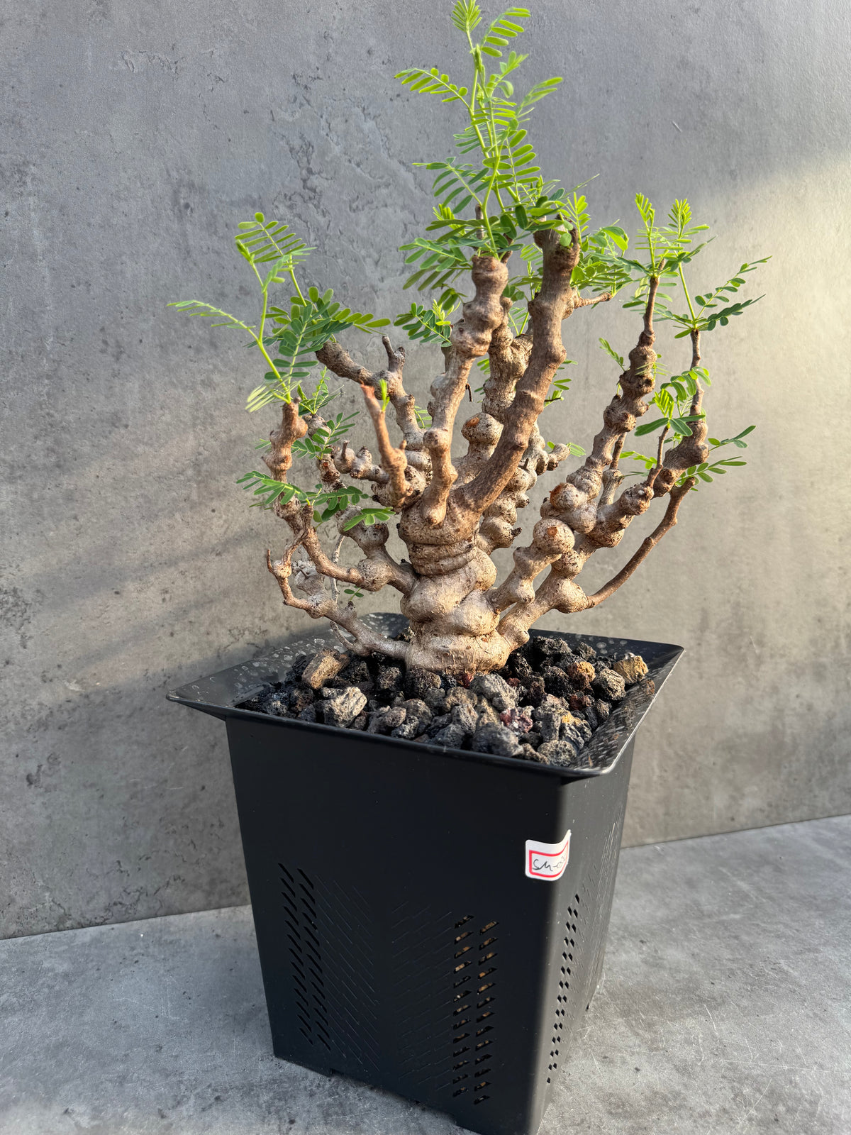 Senna meridionalis - ein exklusives Exemplar! (XL-03)