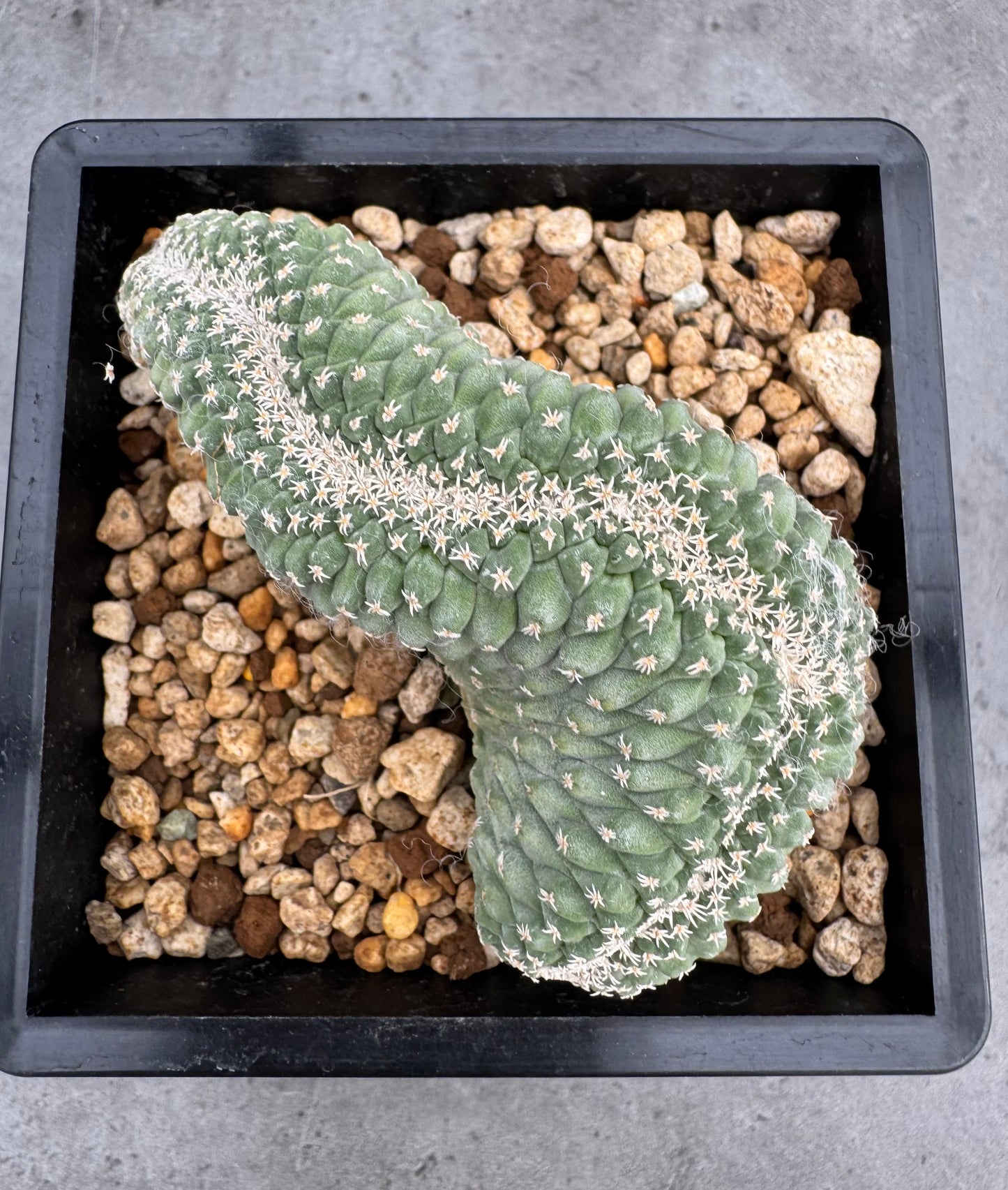 Strombocactus disciformis f. cristata – wurzelechte, blühfähige Exemplare