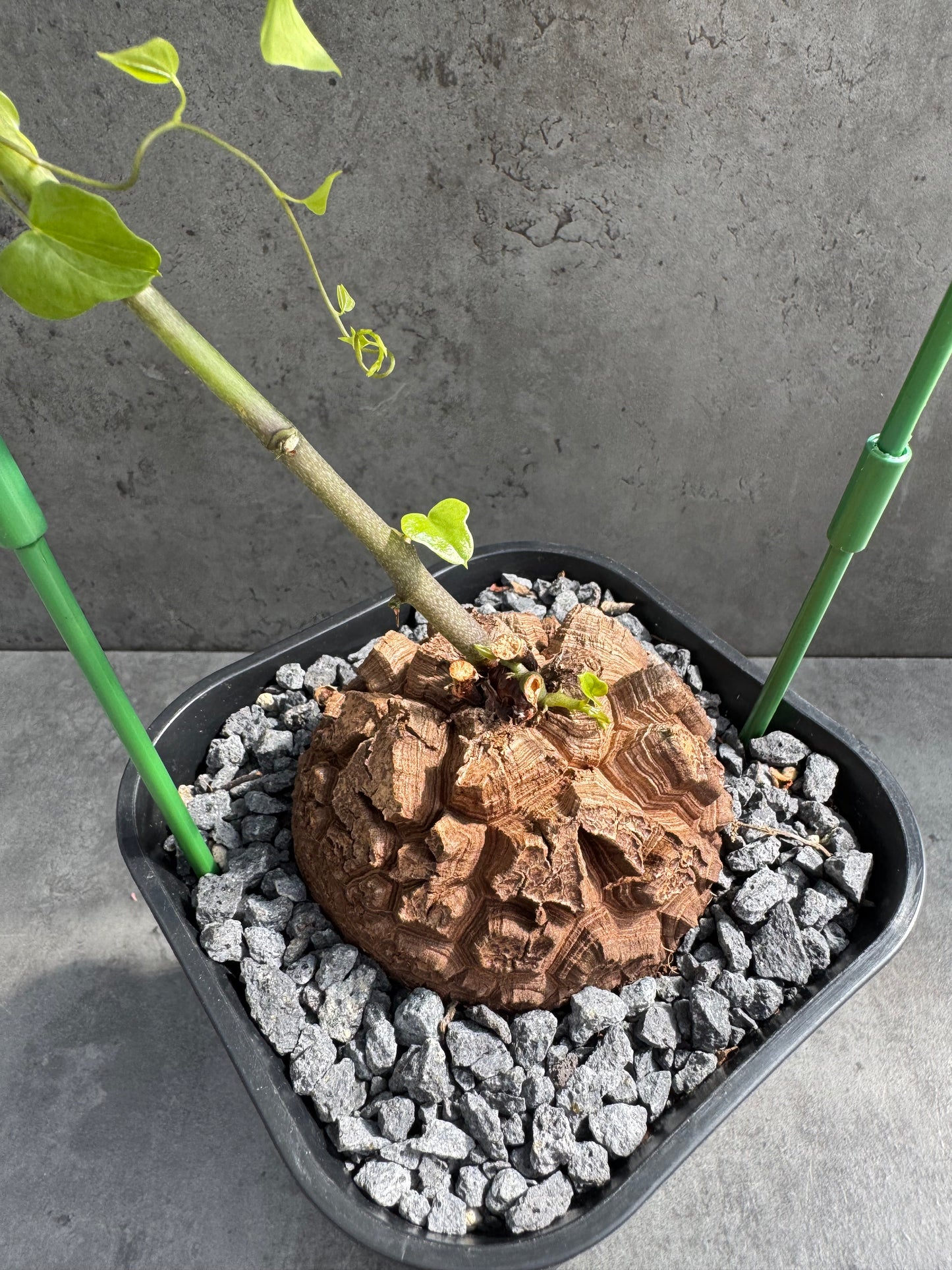 Dioscorea elephantipes – vollständig bewurzeltes Exemplar – Dioe-06