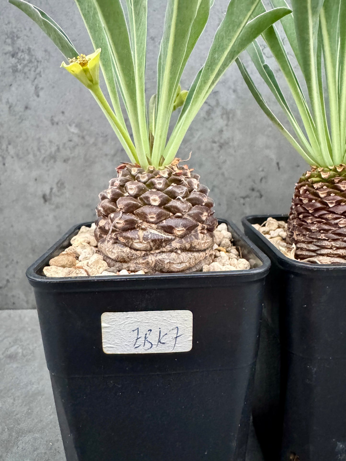 Euphorbia bupleurifolia – Exklusive Caudexpflanze mit Palmen- & Ananasoptik