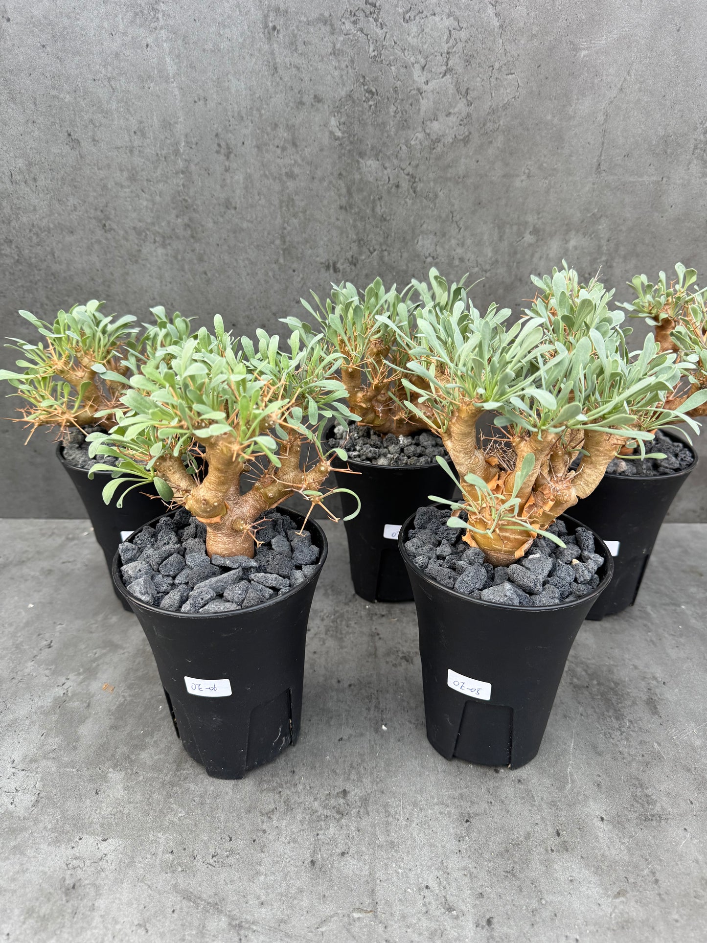 Othonna euphorbioides - große Pflanzen