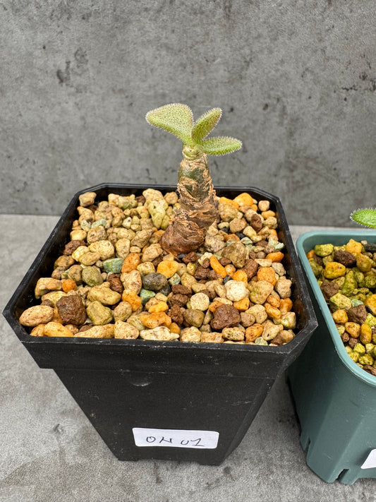 Tylecodon nolteei – Seltene Caudexpflanze mit skulpturalem Charakter