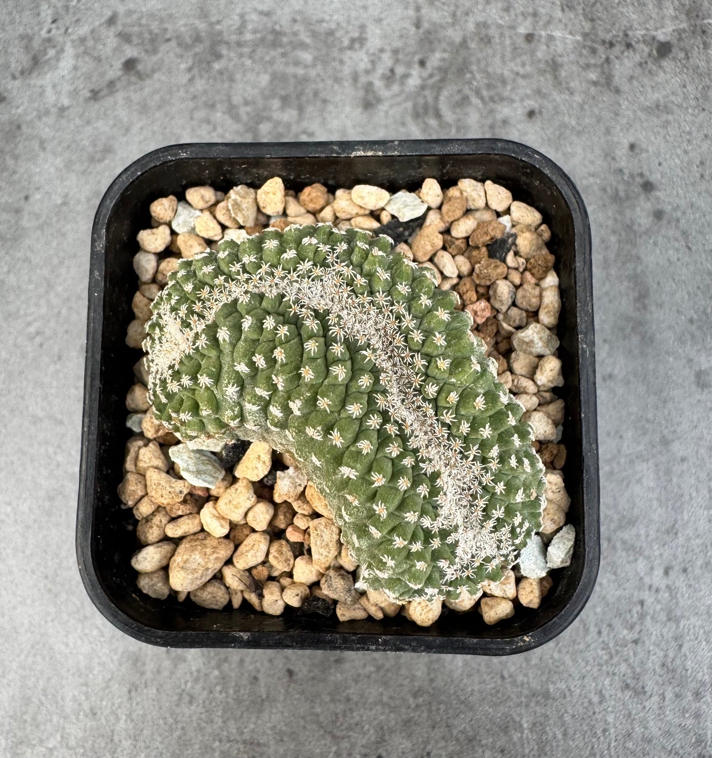 strombocactus disciformis f cristata