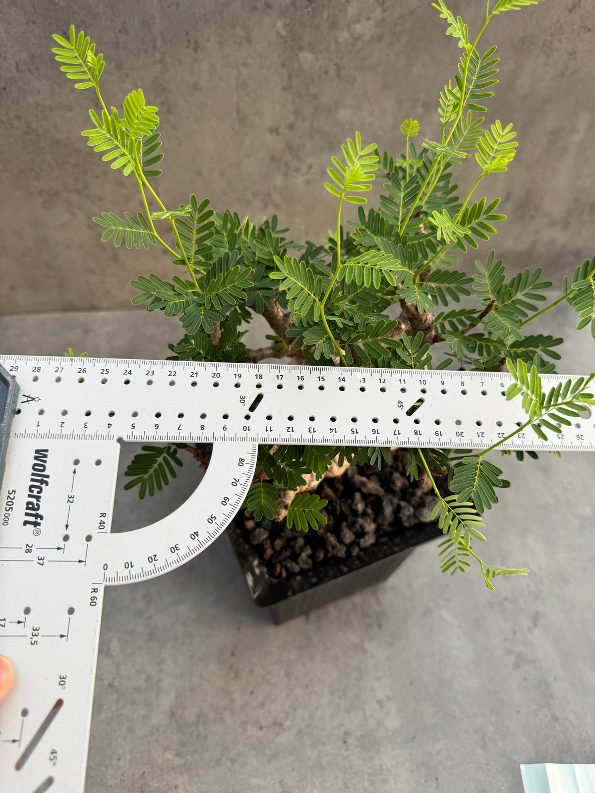 Senna meridionalis - ein exklusives Exemplar! (XL-05)