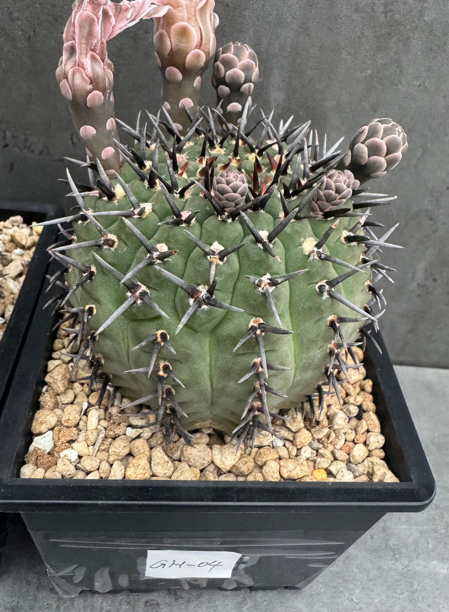 Gymnocalycium asterium nigrispina - großes Exemplar