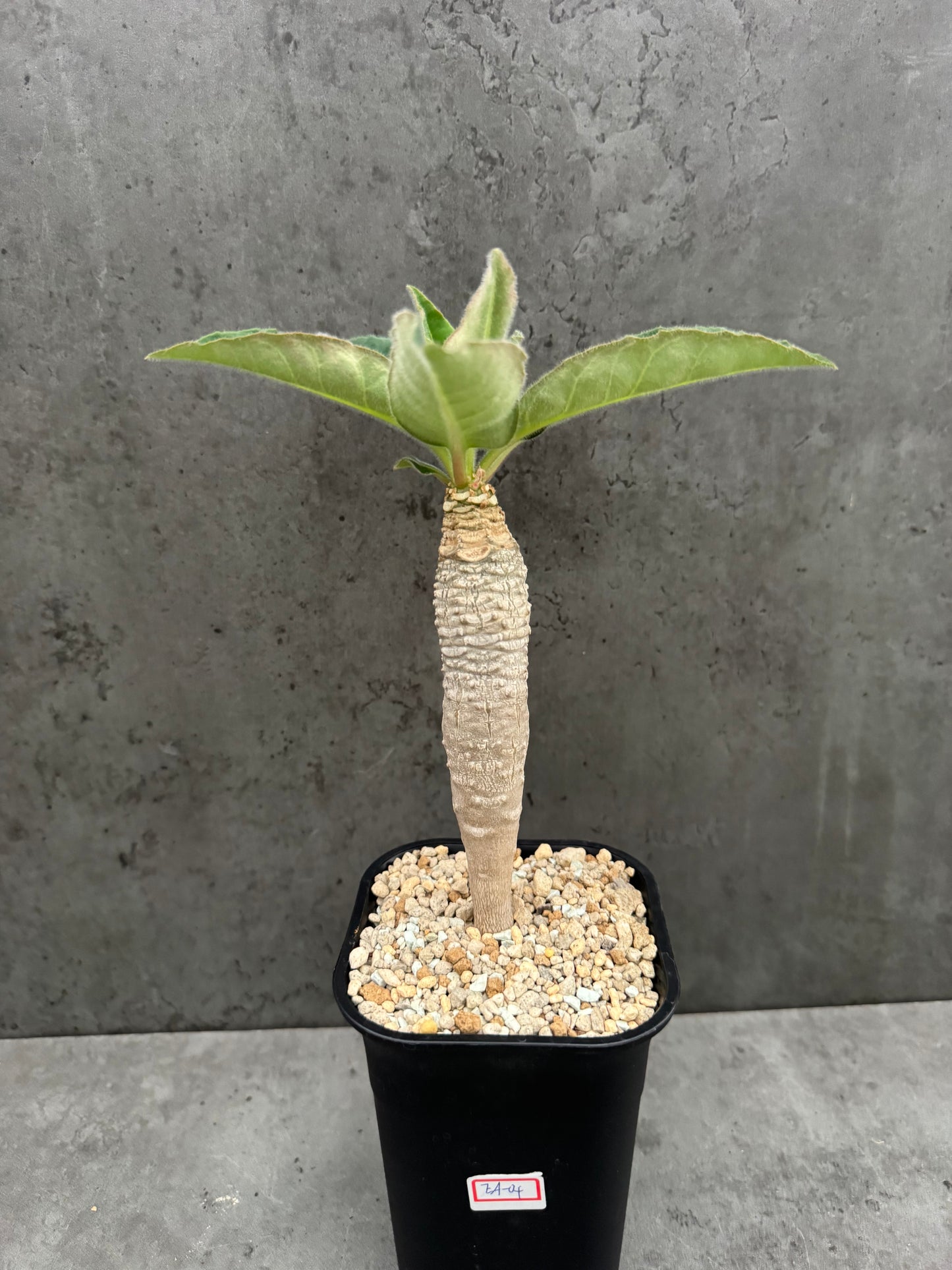 Euphorbia Ankarensis - Große Exemplare