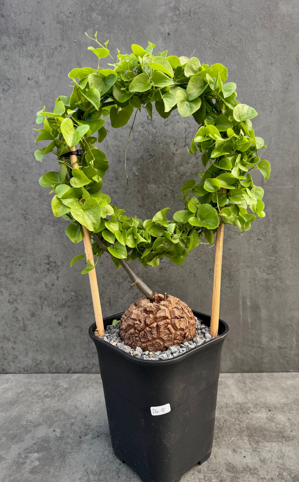 Dioscorea elephantipes – vollständig bewurzeltes Exemplar – Dio-08