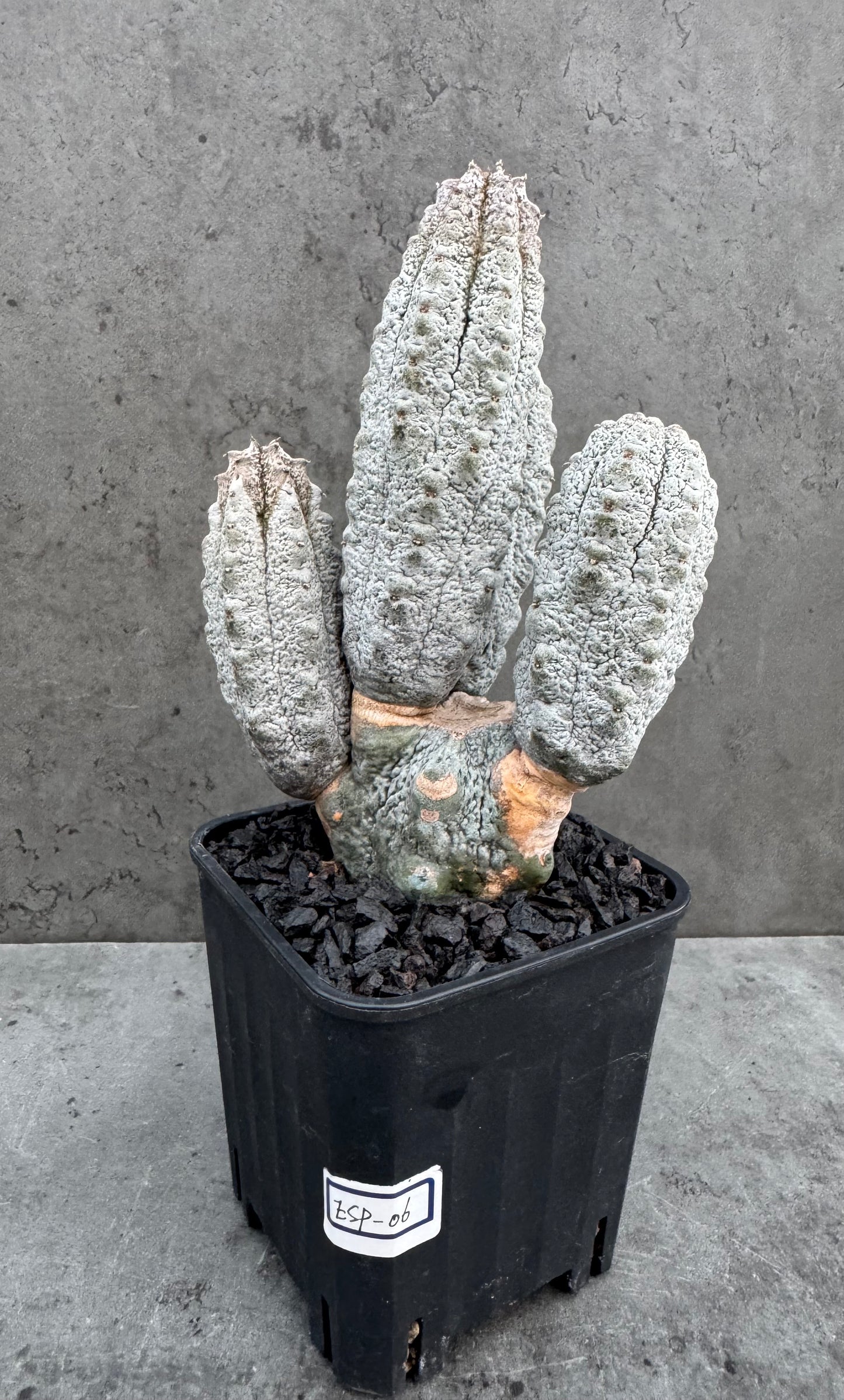 Euphorbia abdelkuri  – Wurzelecht