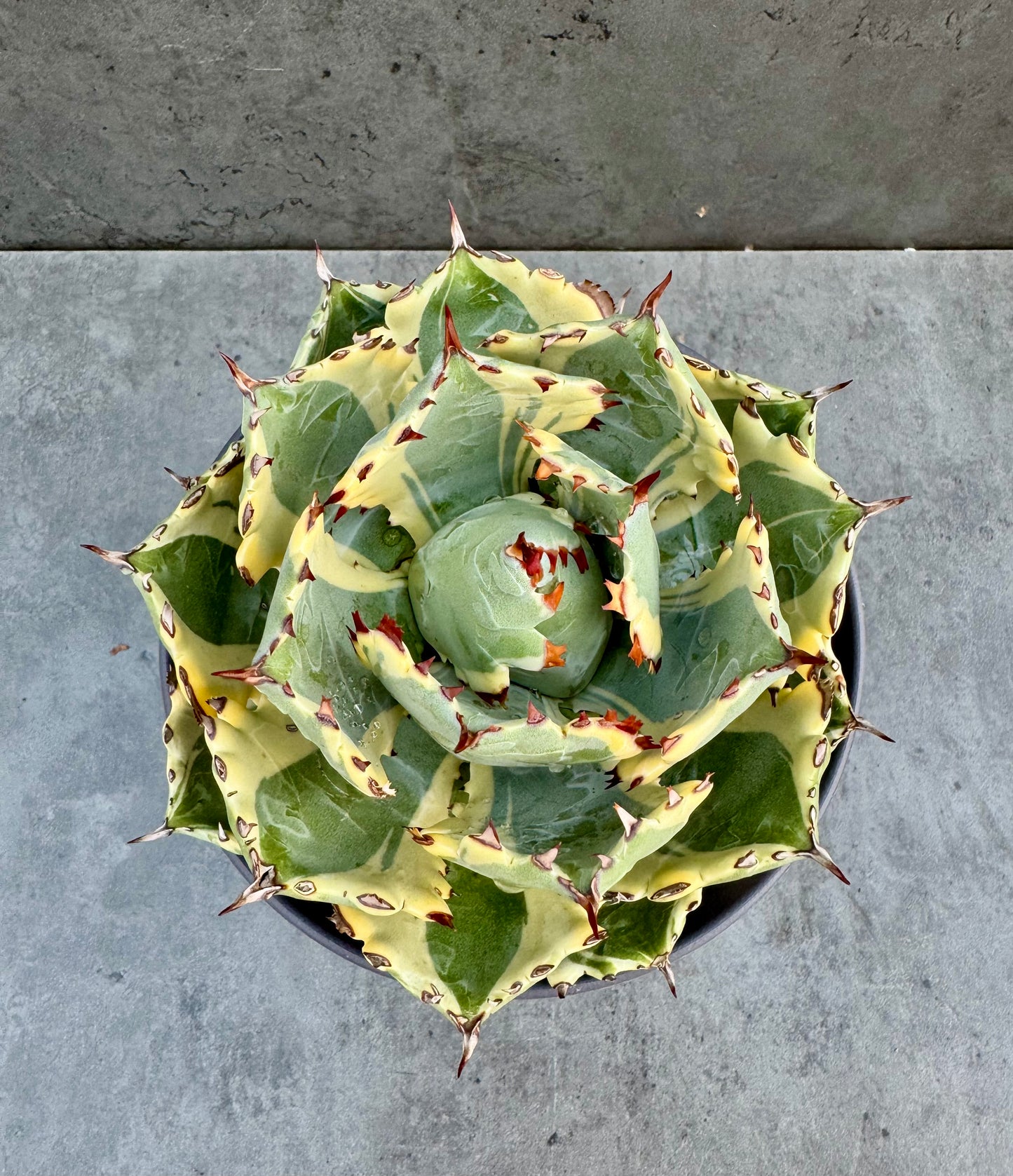 Agave isthmensis kabutogani - Freilandkultur