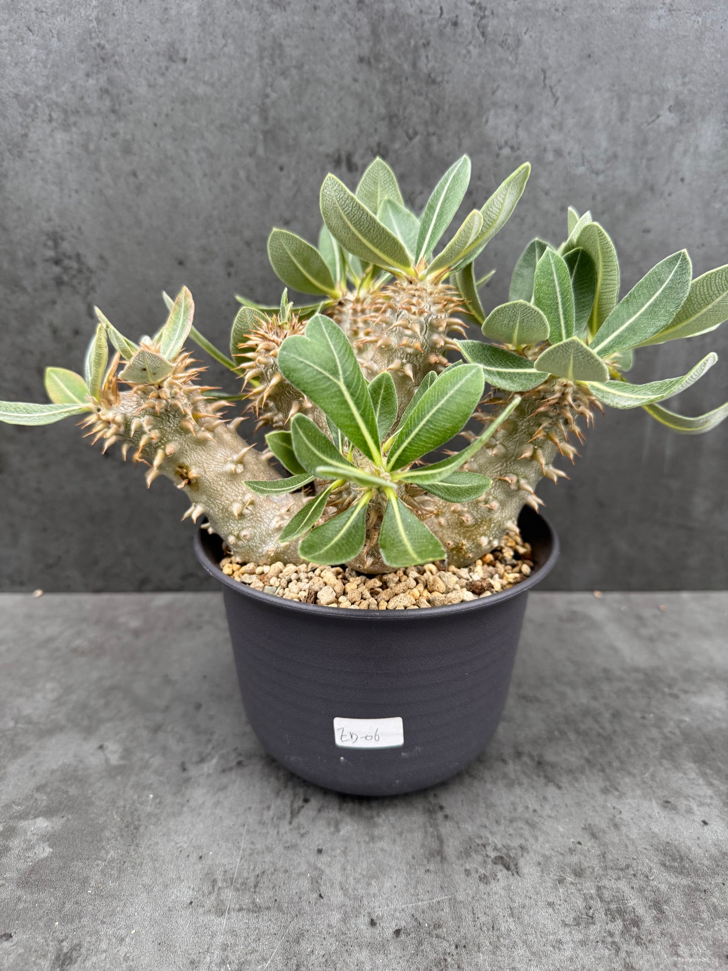 Pachypodium densiflorum große Pflanzen