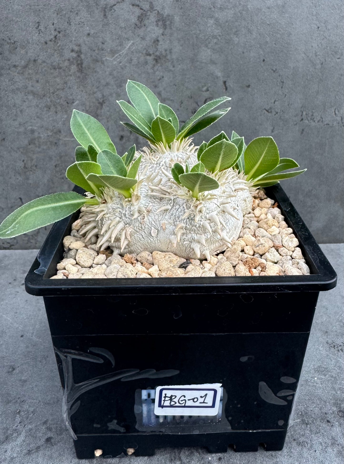 Pachypodium brevicaule – Kulturpflanzen aus deutscher Nachzucht - wurzelecht 8,5cm