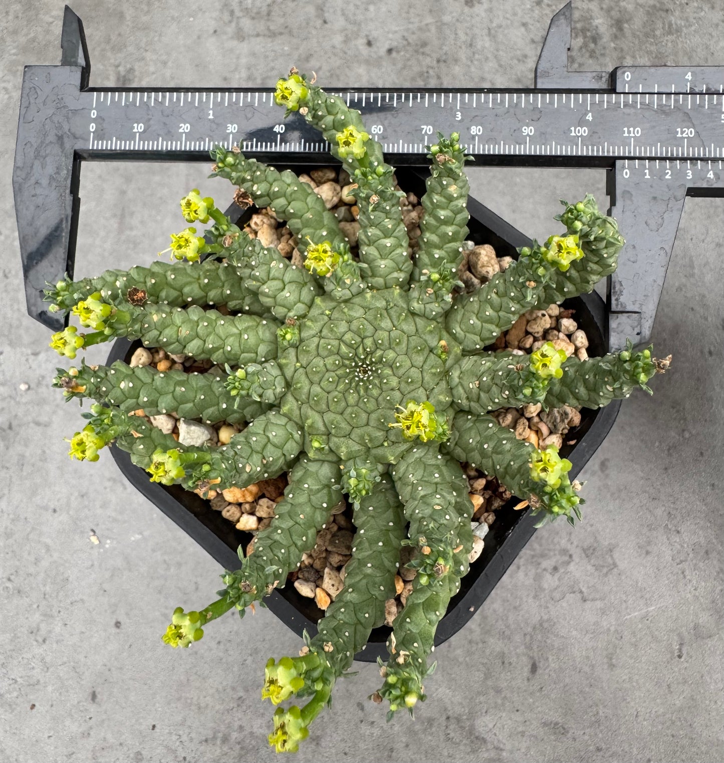 Euphorbia gorgonis