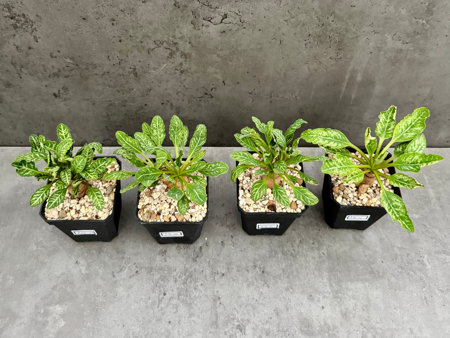 Euphorbia Spannringii fishbone