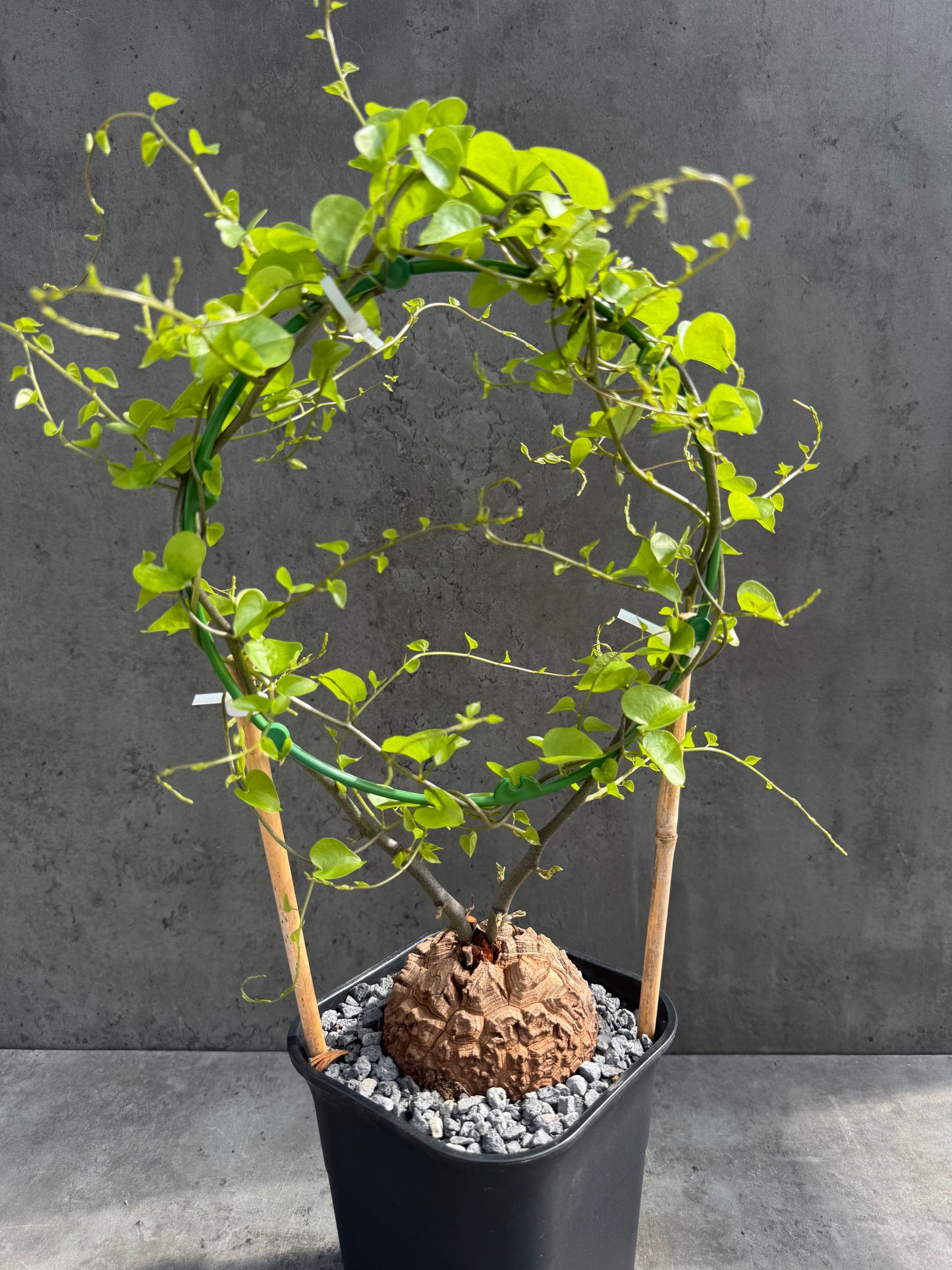 Dioscorea elephantipes – vollständig bewurzeltes Exemplar – Dioe-07