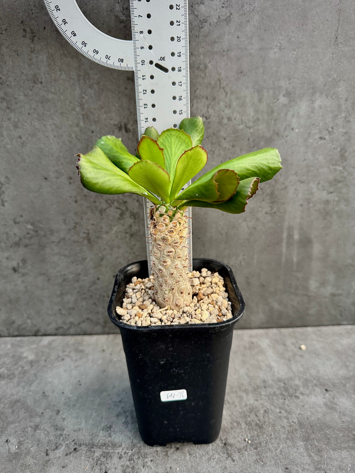 Euphorbia unispina