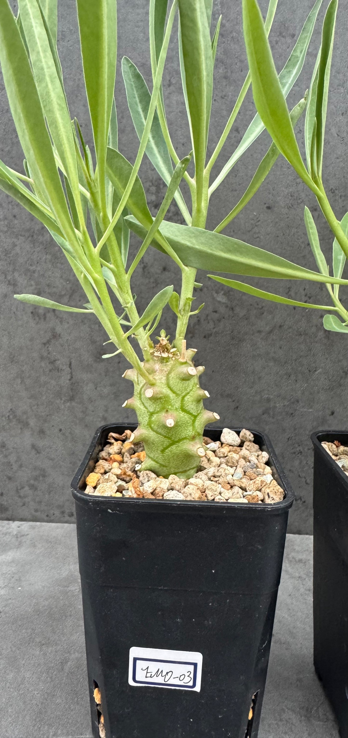 Euphorbia monteiroi - Angola