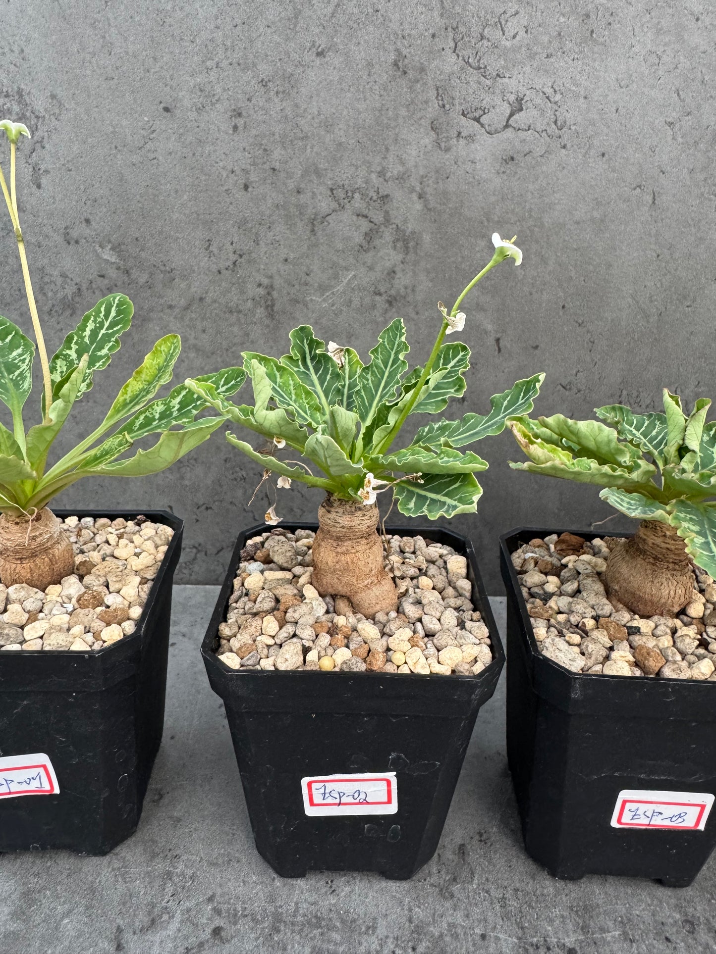 Euphorbia Spannringii fishbone