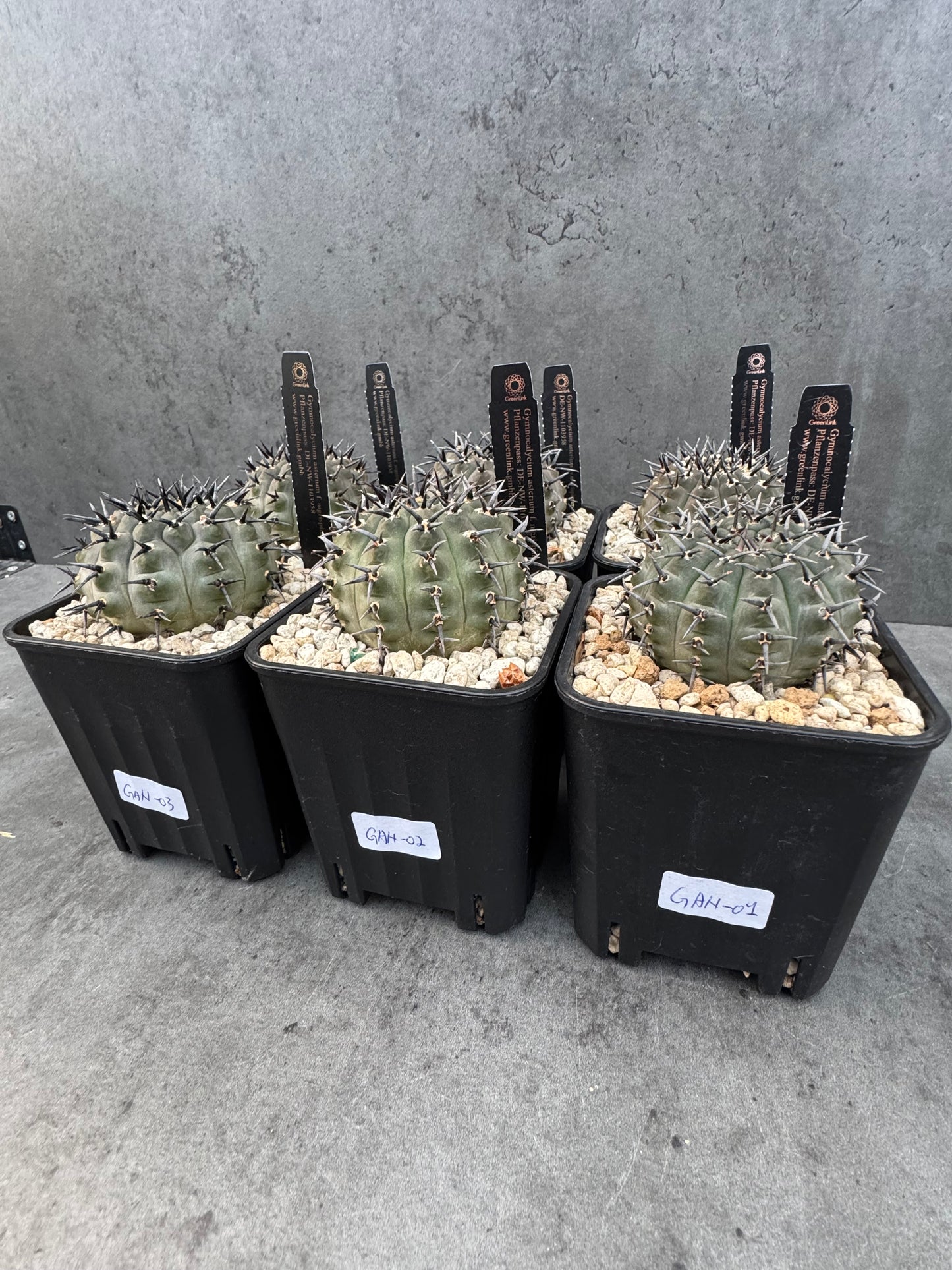 Gymnocalycium asterium f. nigrispina