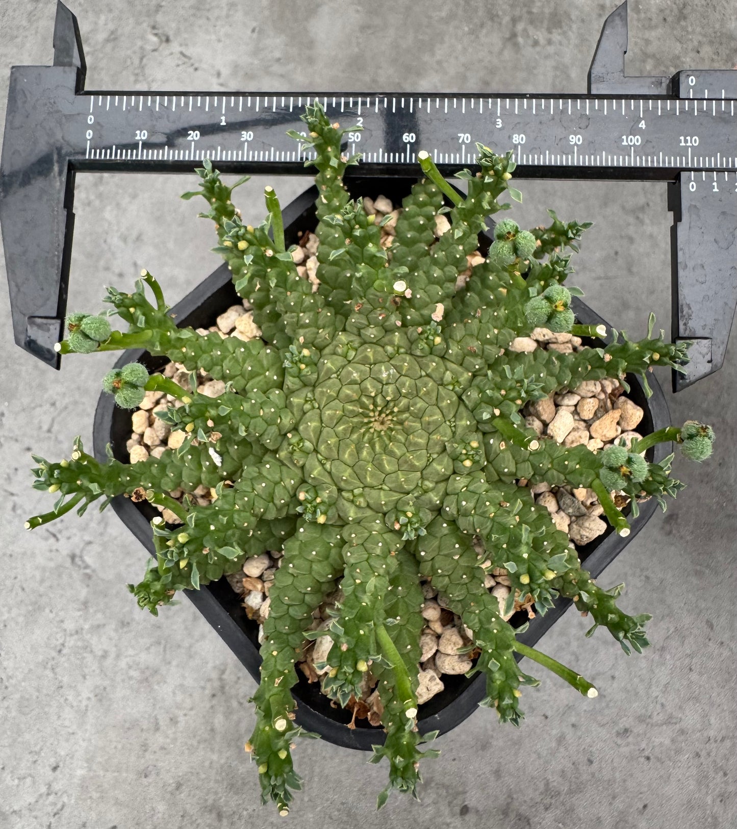 Euphorbia gorgonis