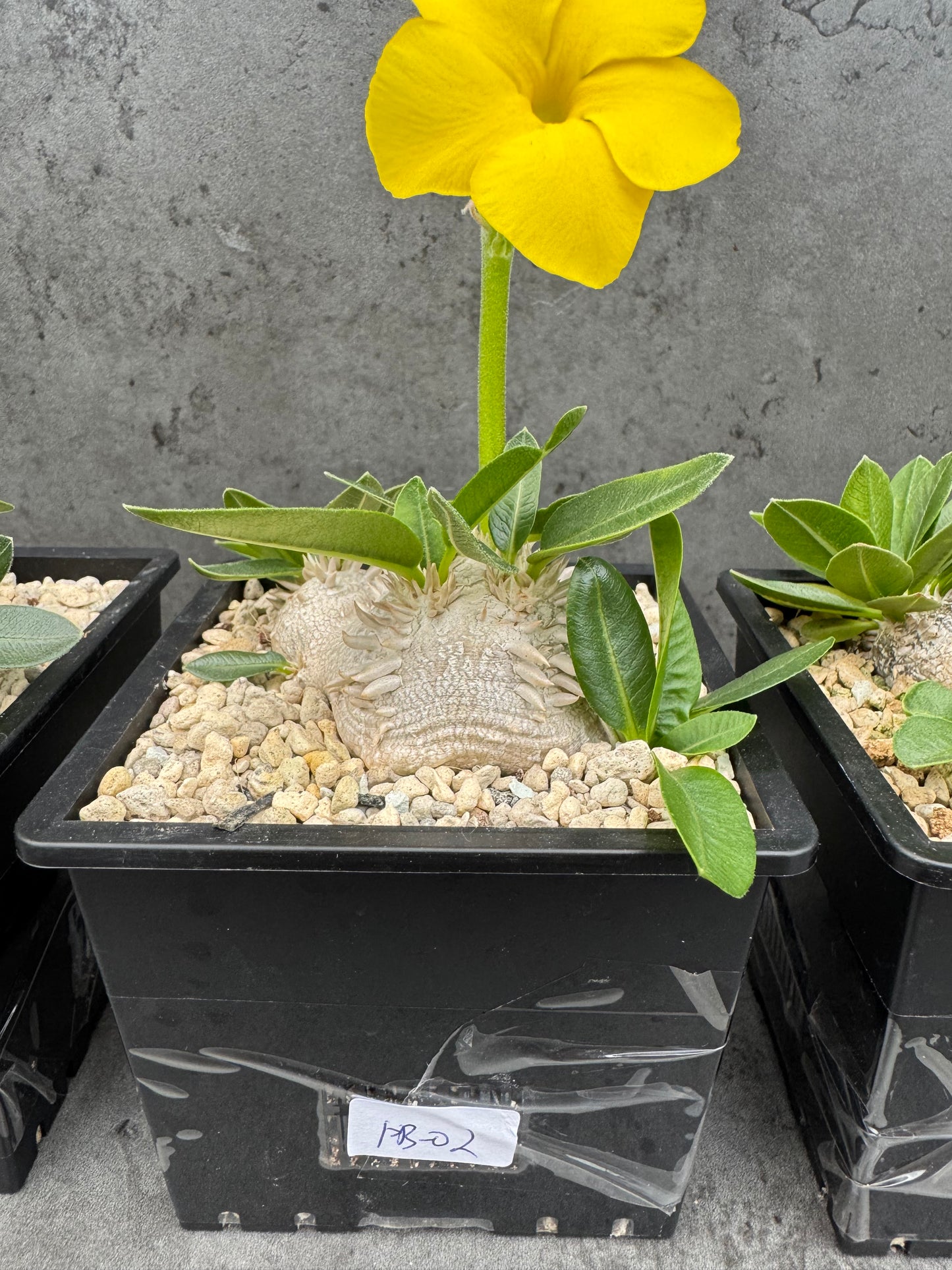 Pachypodium brevicaule großes Exemplar - wurzelecht