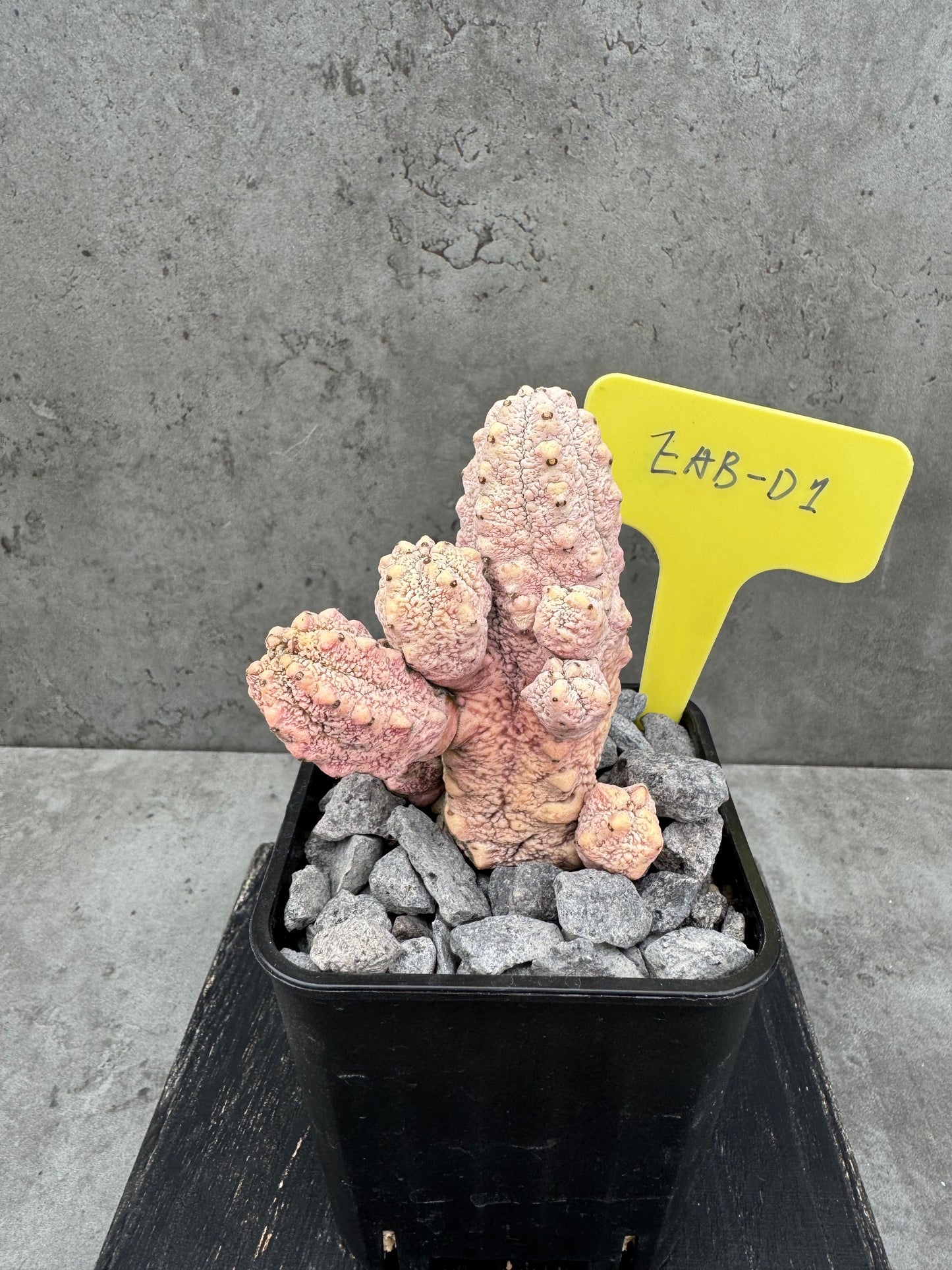 Euphorbia abdelkuri cv.Damask
