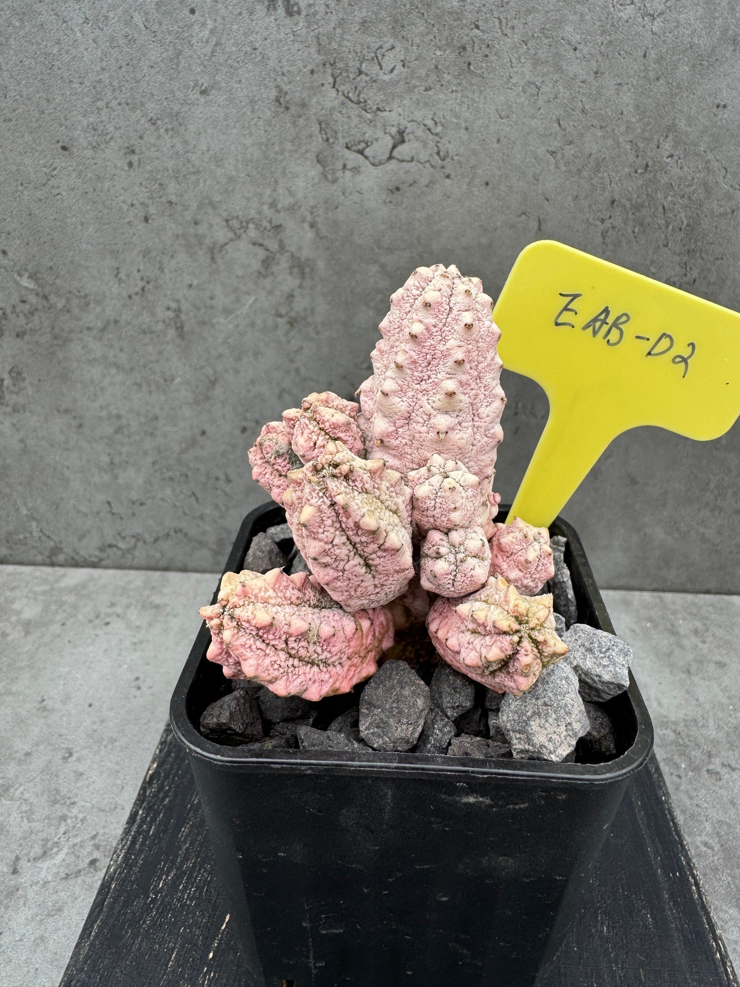 Euphorbia abdelkuri cv.Damask