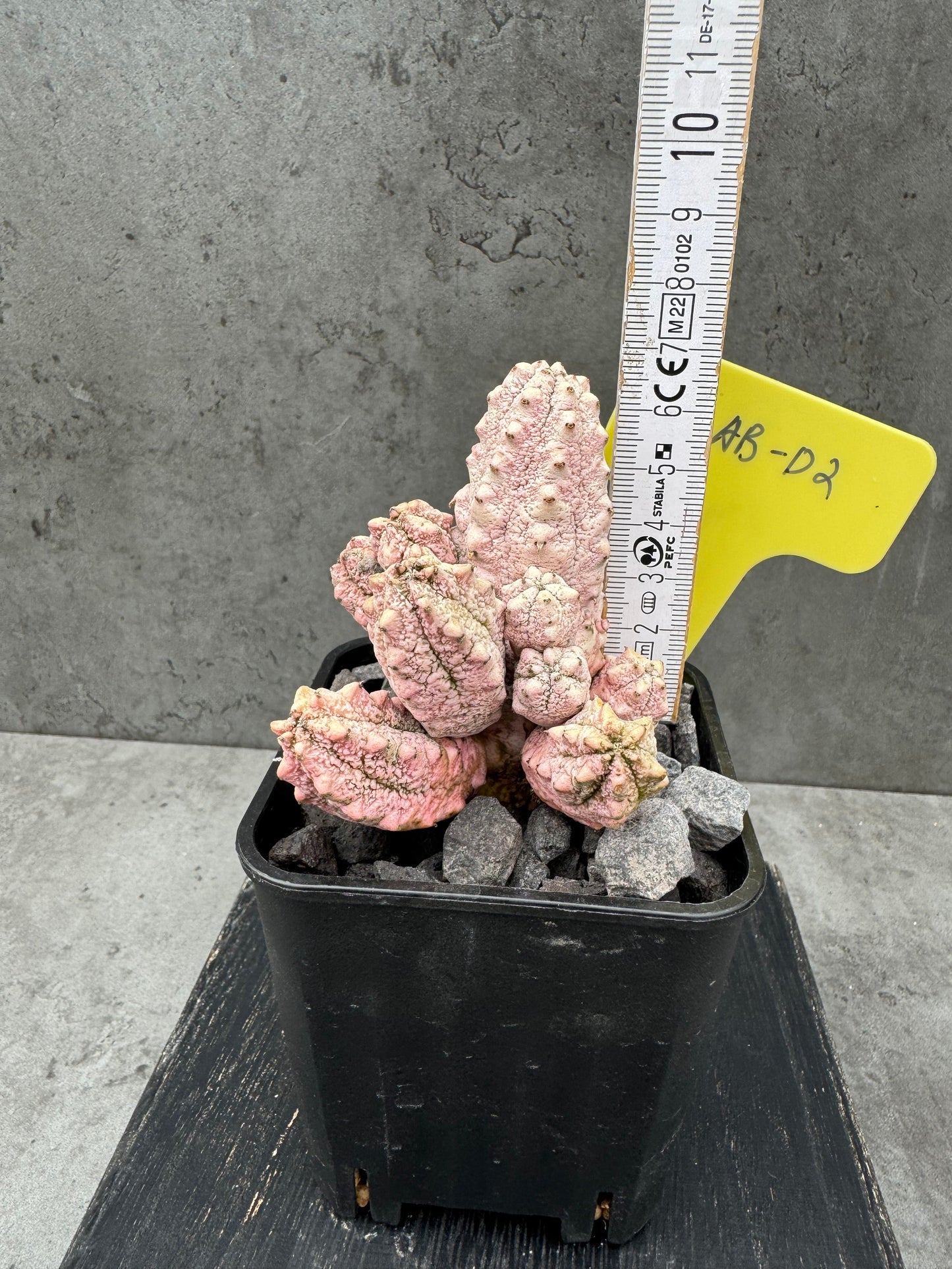 Euphorbia abdelkuri cv.Damask