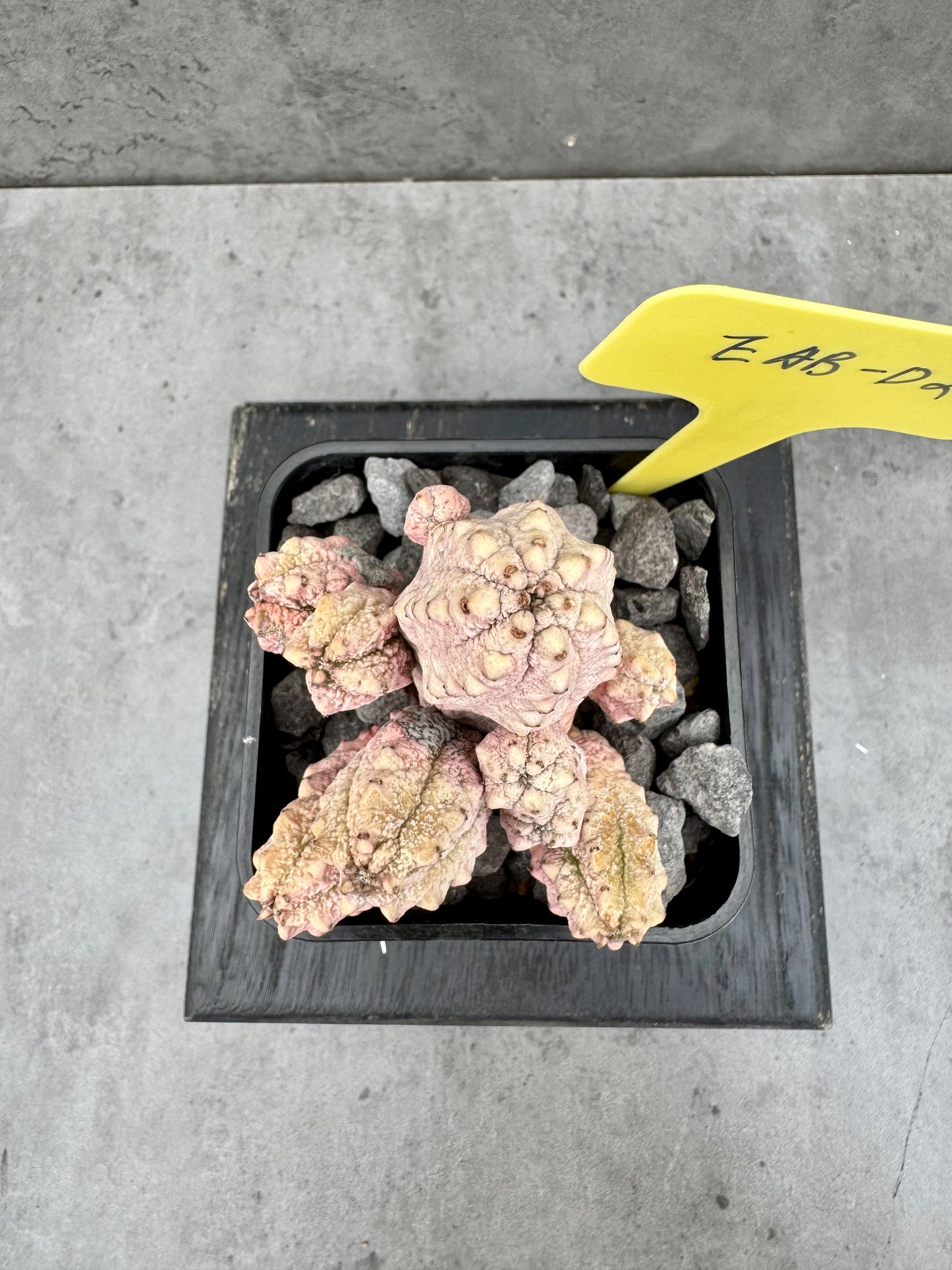 Euphorbia abdelkuri cv.Damask