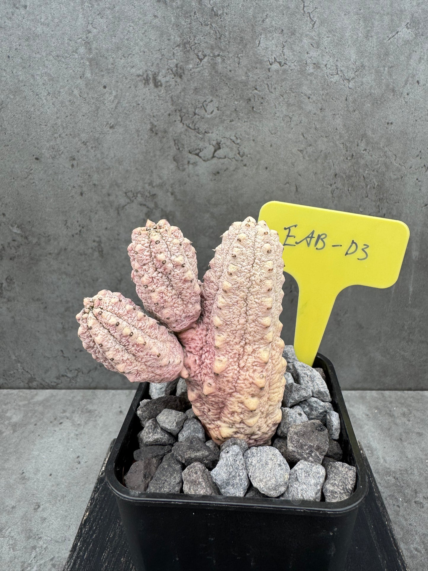 Euphorbia abdelkuri cv.Damask