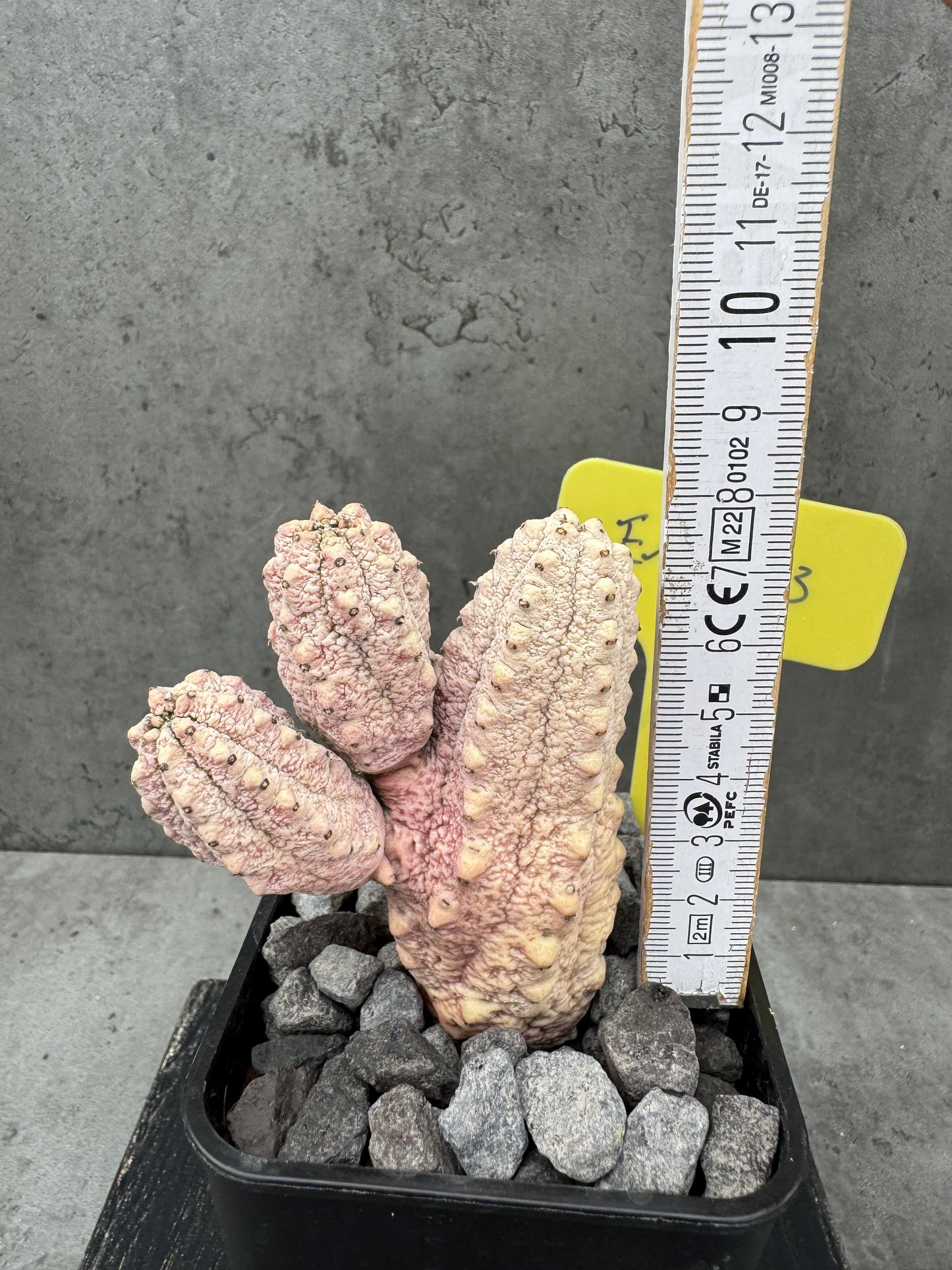 Euphorbia abdelkuri cv.Damask