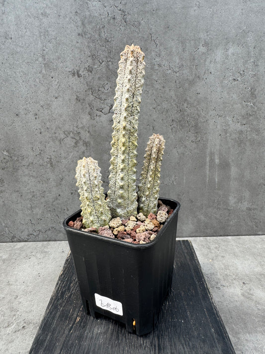 Euphorbia abdelkuri Gruppen