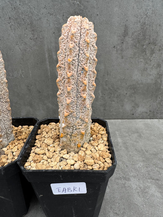 Euphorbia abdelkuri