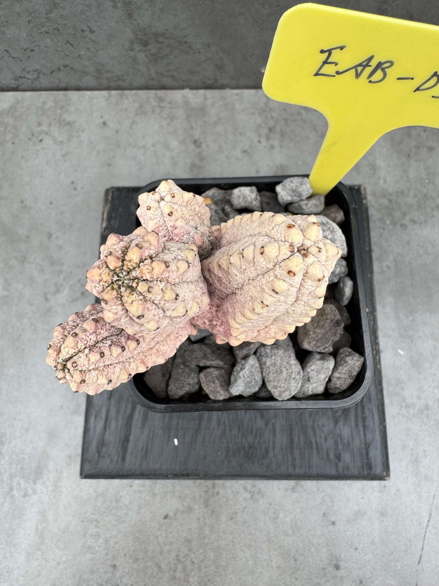Euphorbia abdelkuri cv.Damask