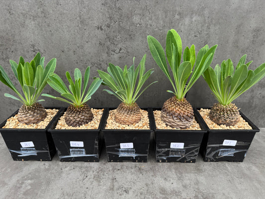 Euphorbia bupleurifolia - großes Exemplar