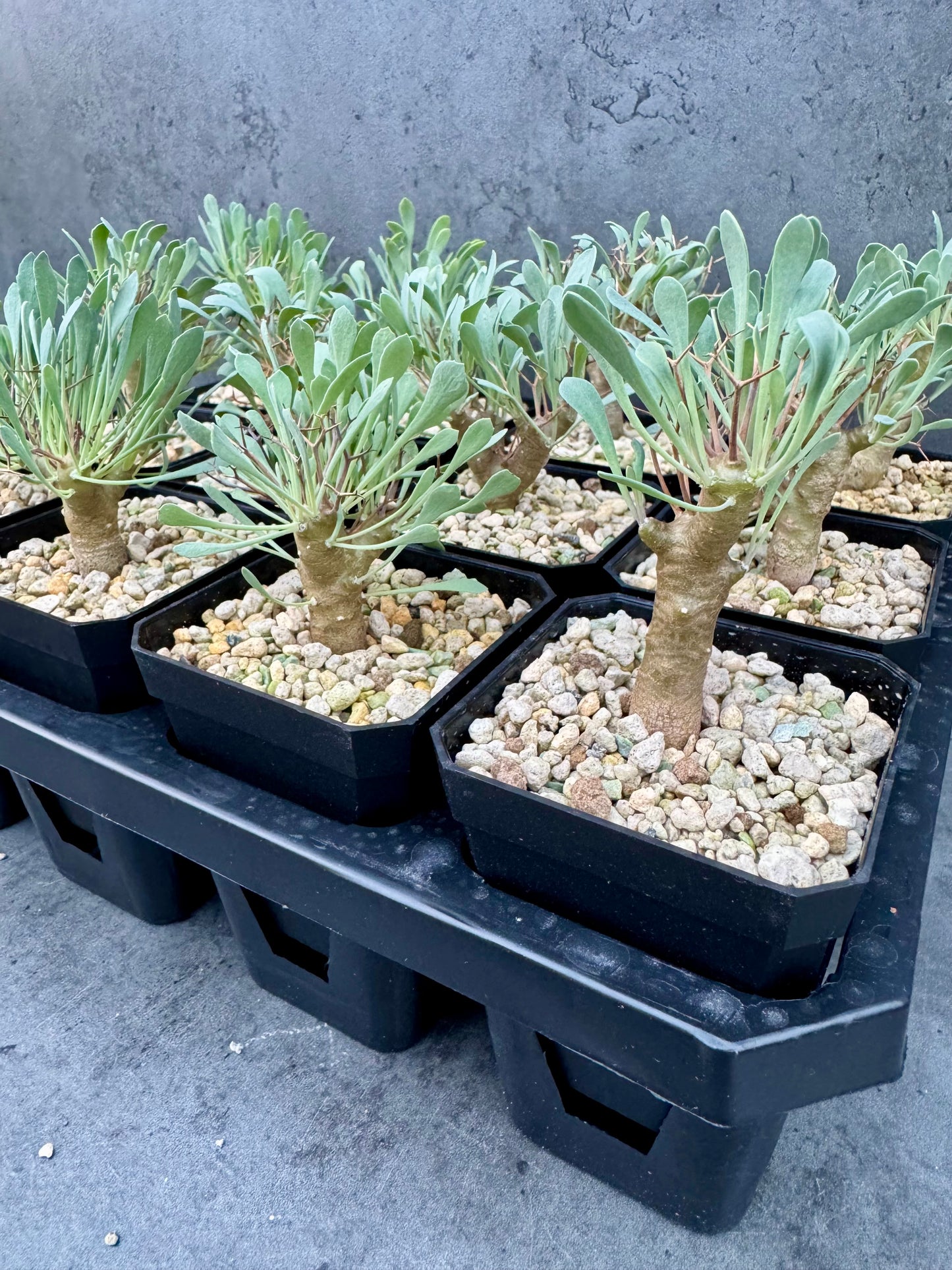 Othonna euphorbioides