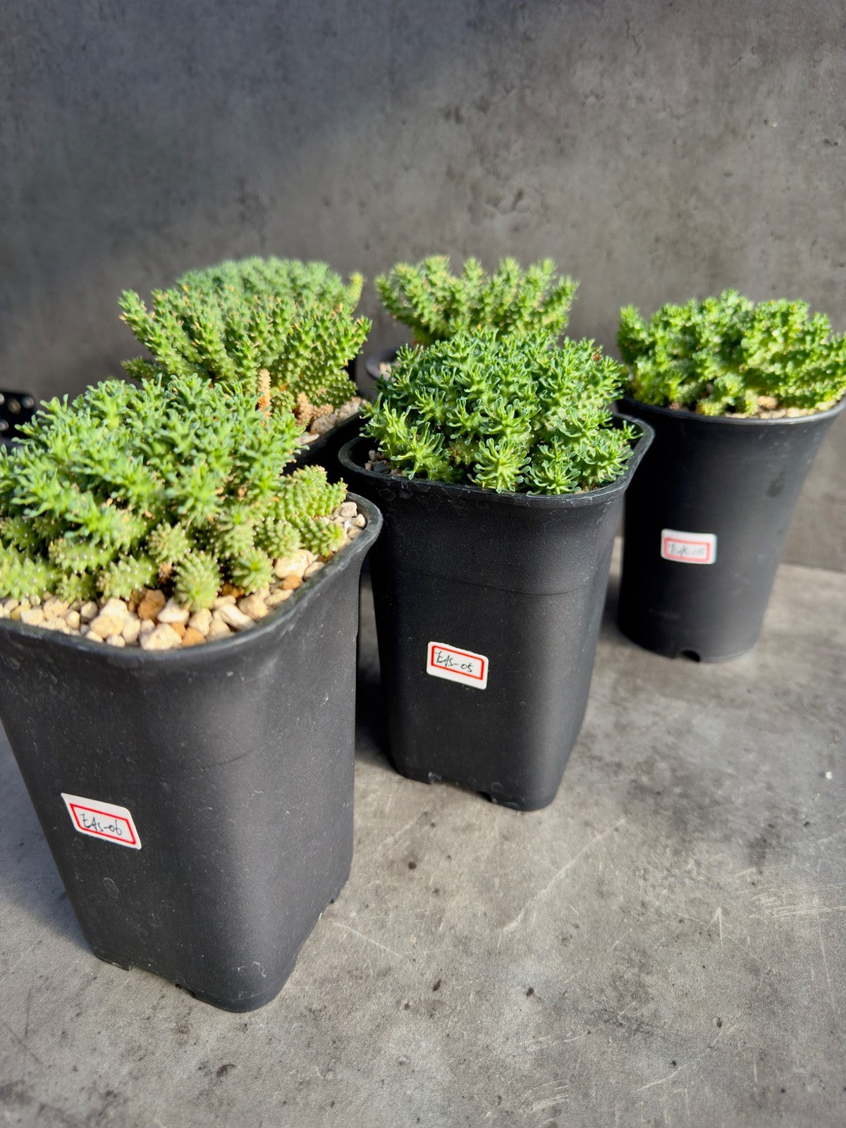 Euphorbia atroviridis