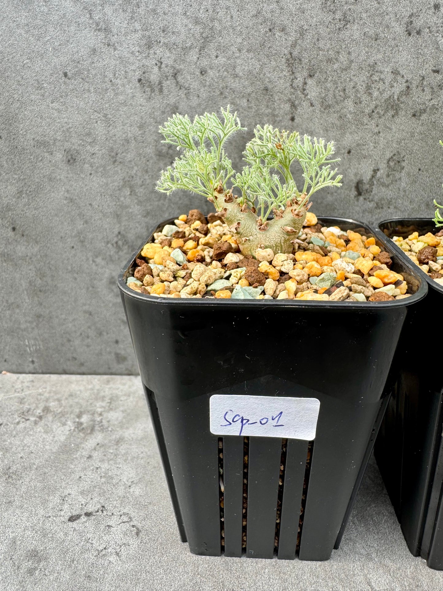 Sarcocaulon peniculinum