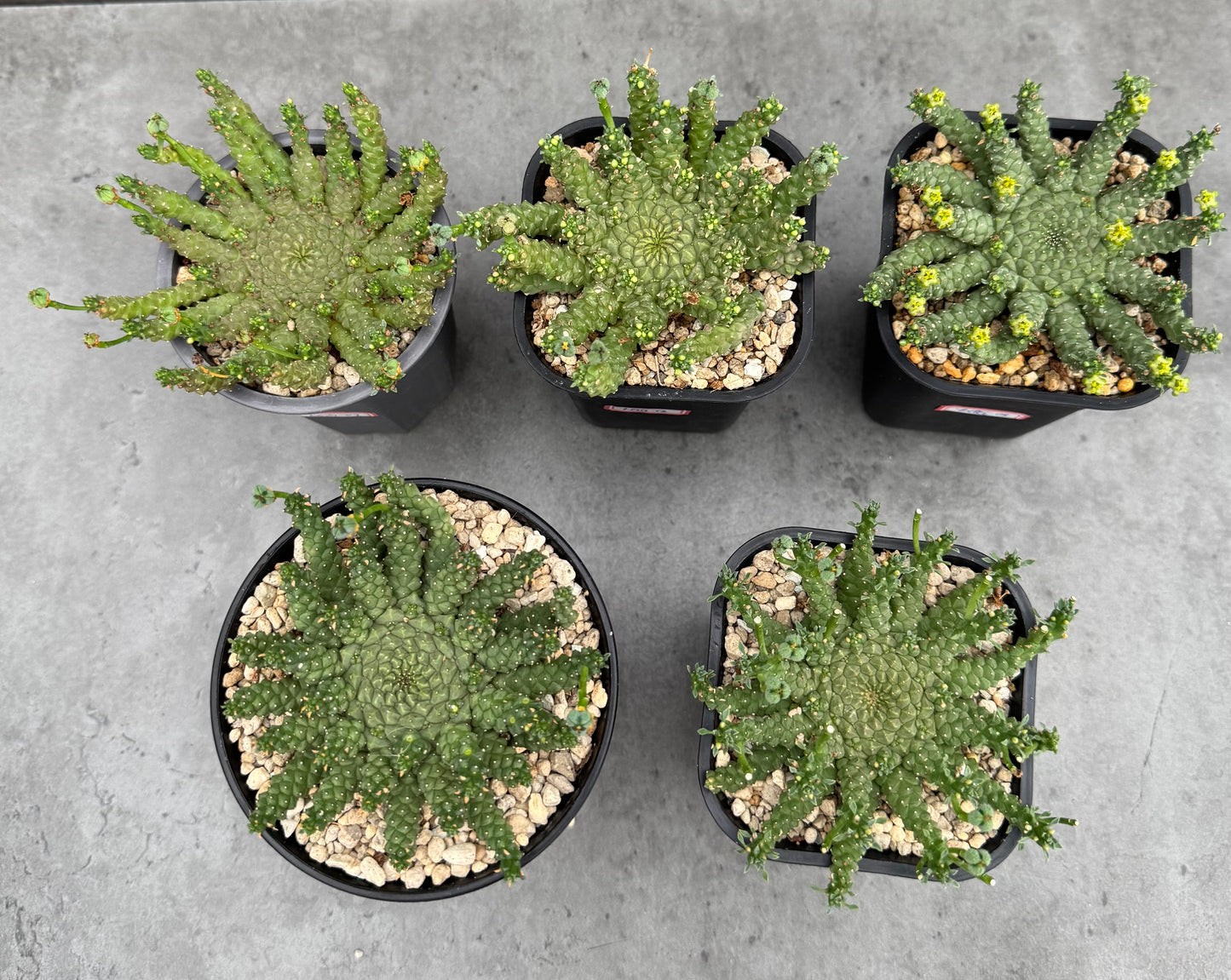 Euphorbia gorgonis