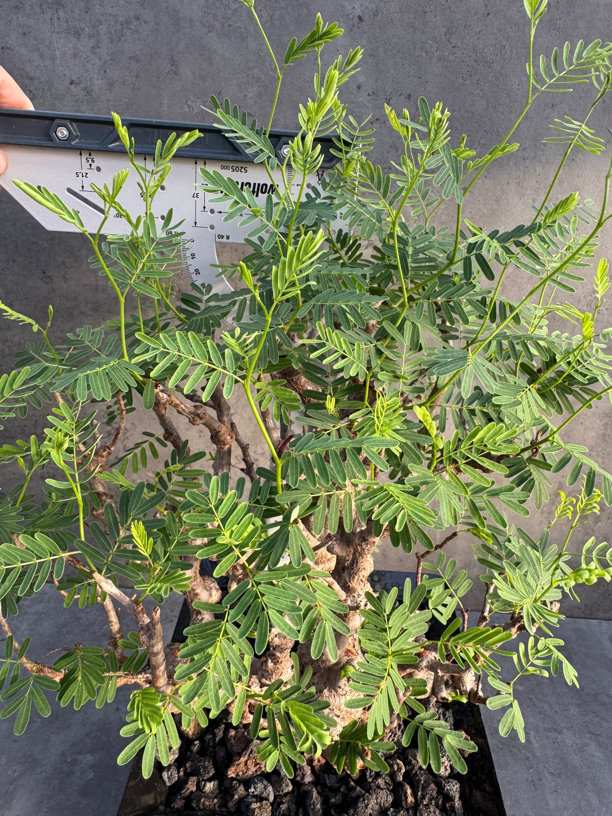 Senna meridionalis XXL - ein exklusives Exemplar!