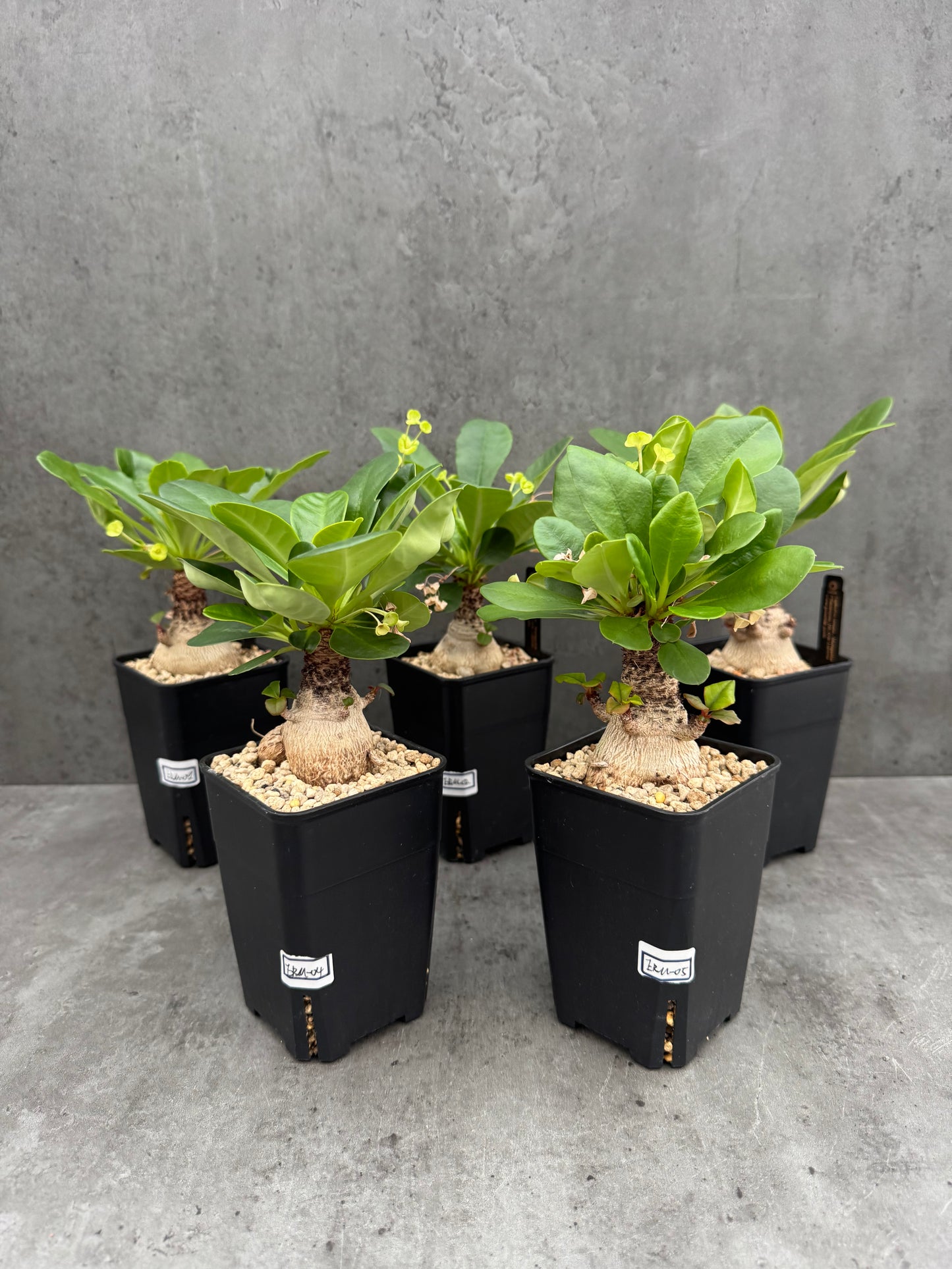 Euphorbia ramena - Riesenpflanzen