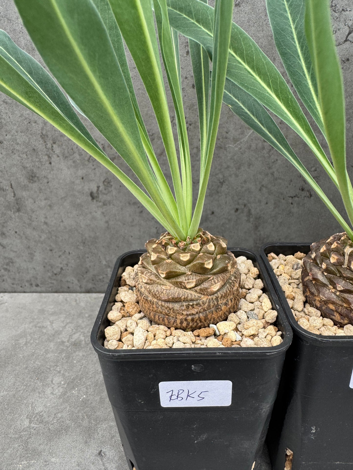 Euphorbia bupleurifolia
