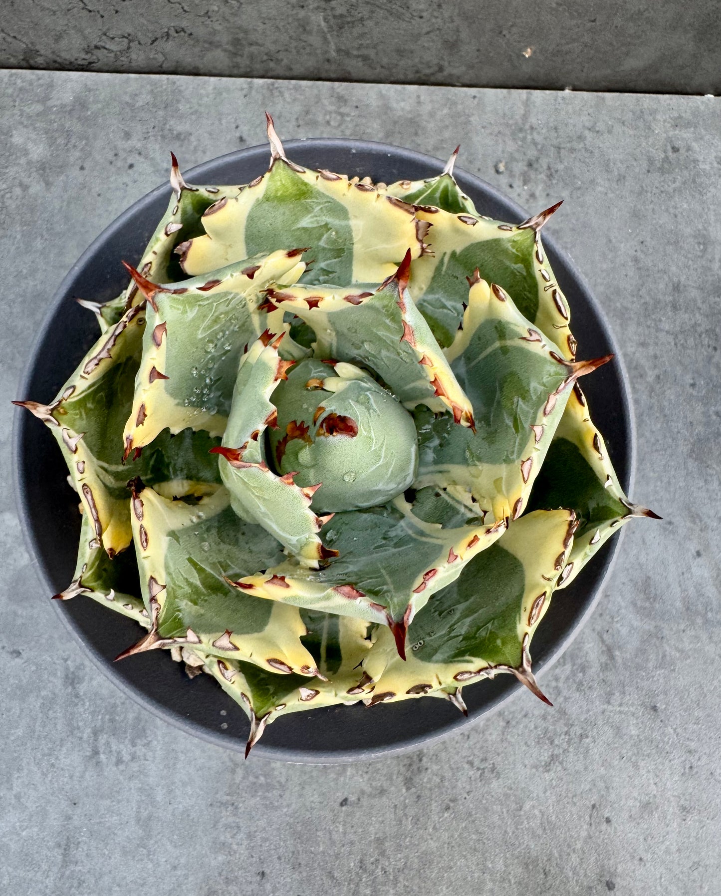 Agave isthmensis kabutogani - Freilandkultur