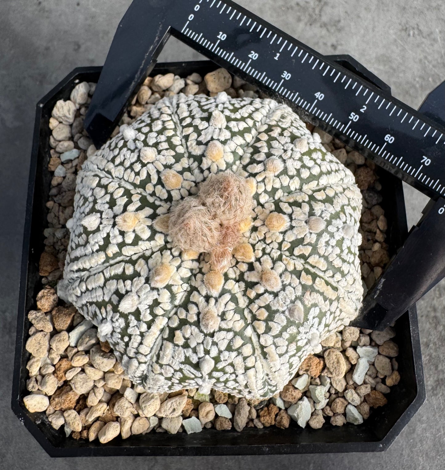Astrophytum asterias miracle