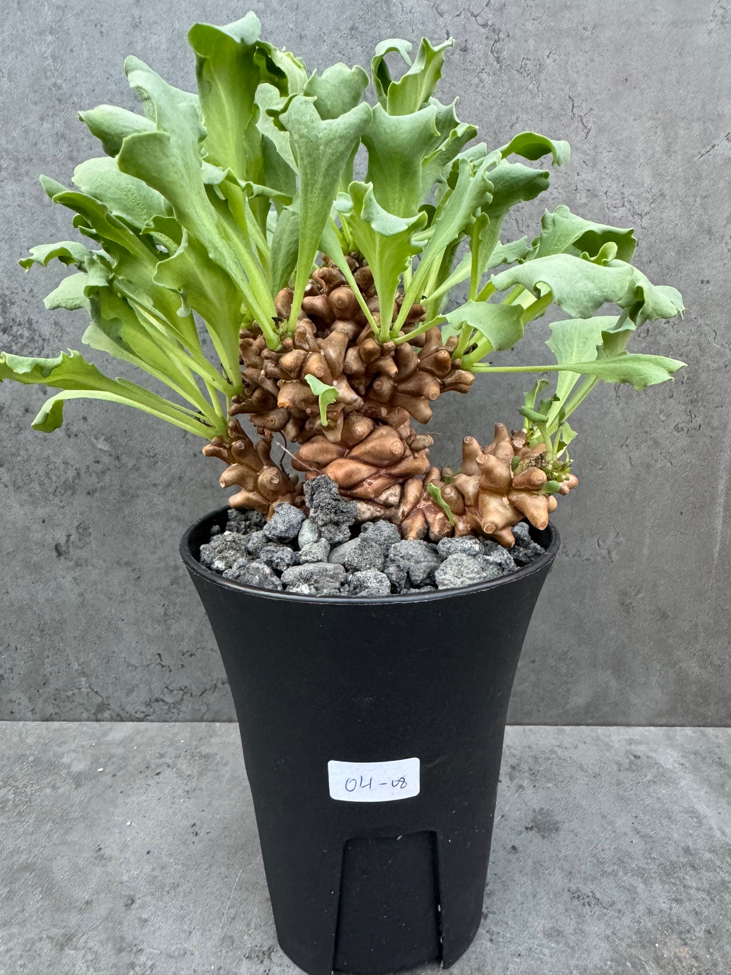 Othonna herrei - große Pflanzen