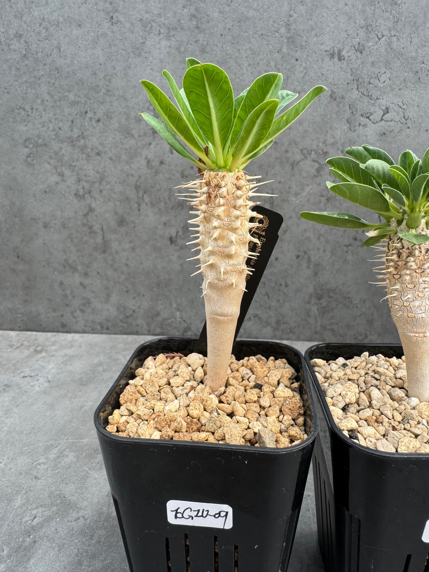 Euphorbia guillauminiana