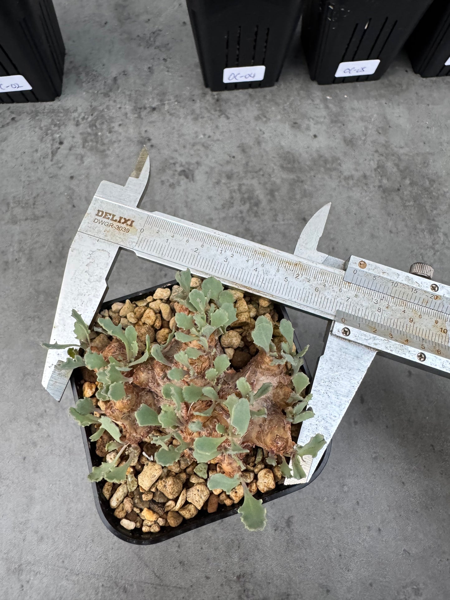 othonna cacalioides - große Pflanzen