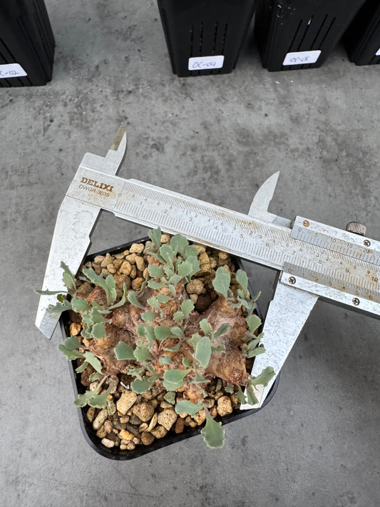 othonna cacalioides - große Pflanzen